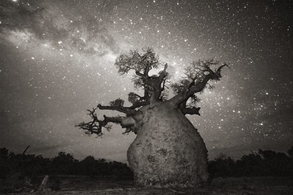 "What would it feel like to live on this earth 1,200 years ago? How better to contemplate the life span of an ancient tree than by looking up at the stars in a very dark sky? I feel a sense of wonder and marvel at the idea of eternity, a concept I don’t think I will ever understand."