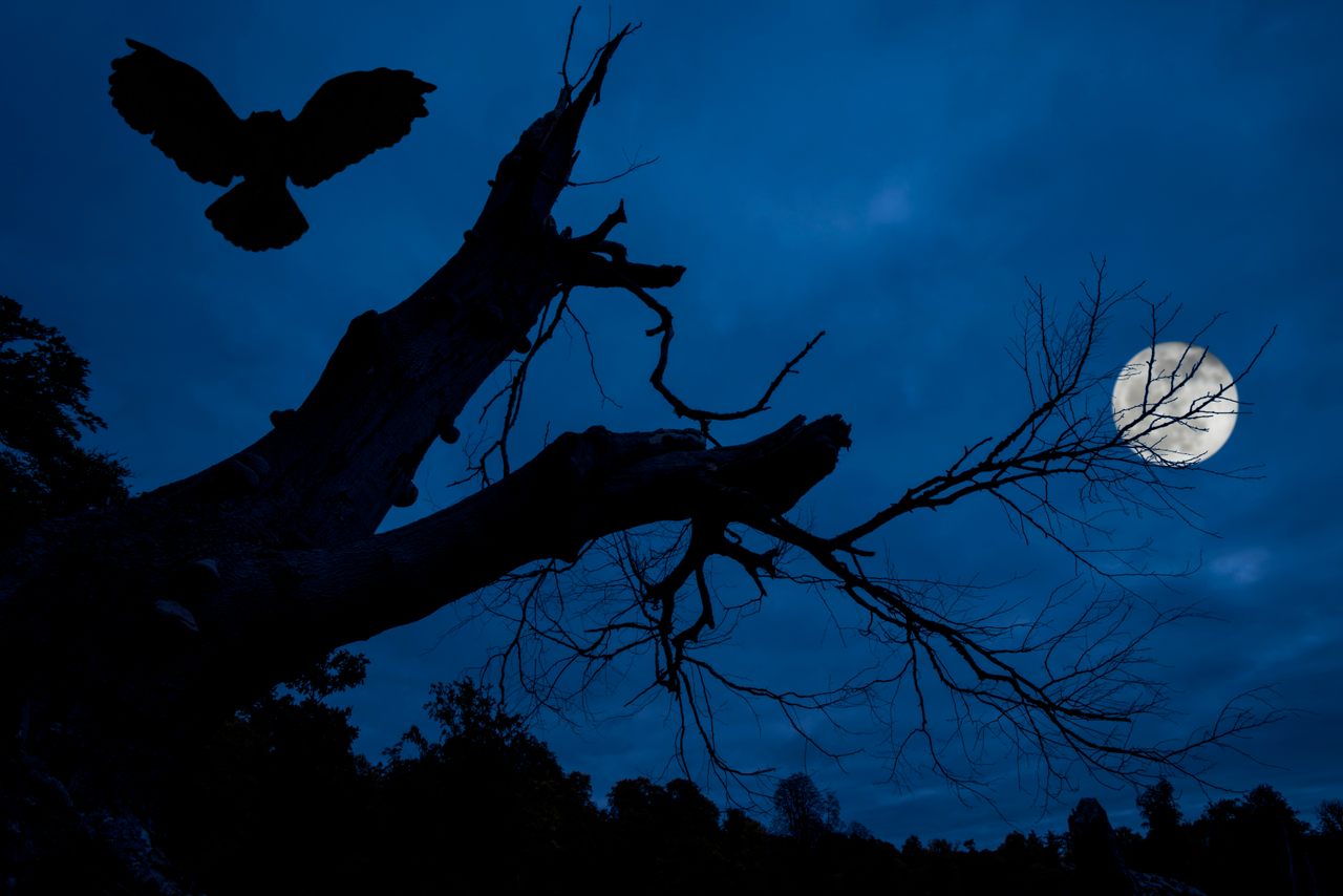 We are a visually oriented species; when darkness falls and we lose our strongest sense, our other senses may get sharper—and our brains may misinterpret the information they gather.