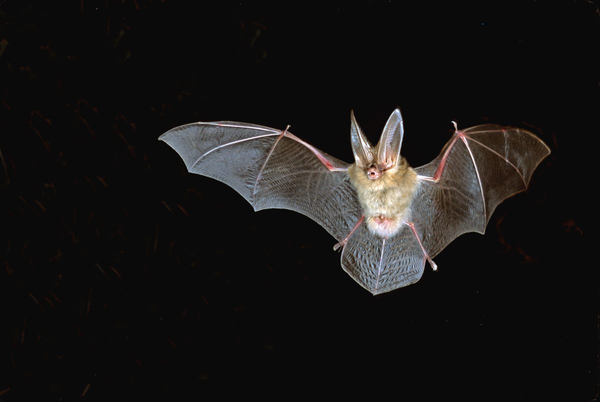 Townsend's big-eared bat can be seen across the western part of North America, from British Columbia to central Mexico, and east into the Great Plains.