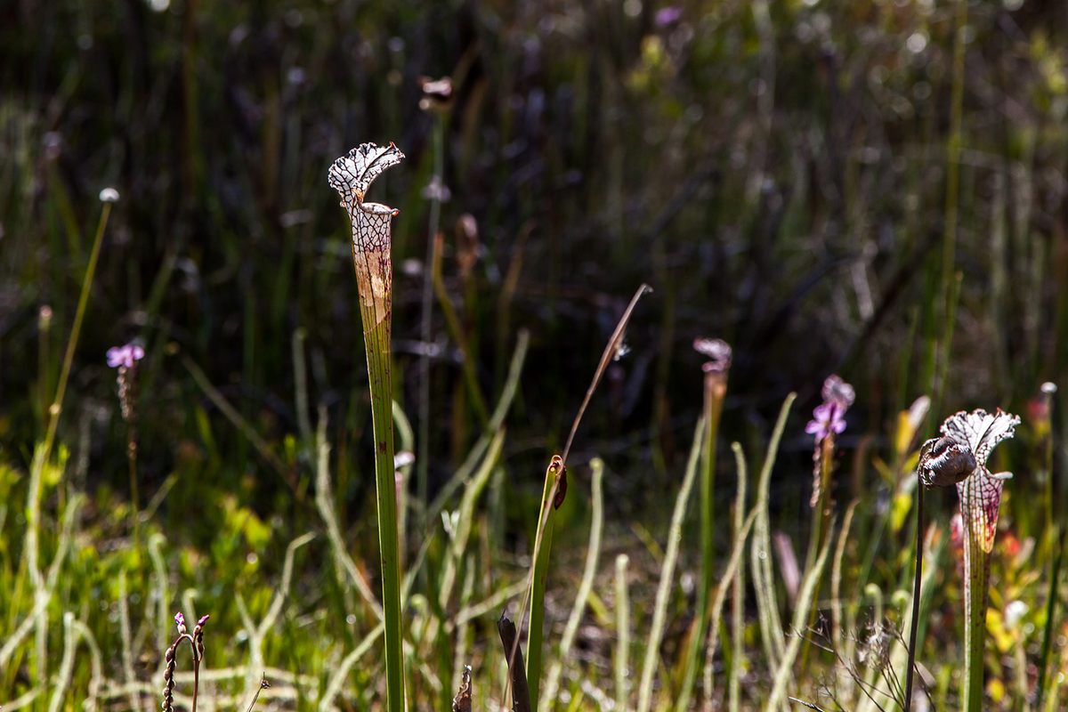 A carnivorous pitcher plant.