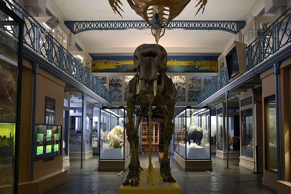 View of the museum ground floor with mammoth skeleton in the foreground.