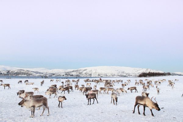 The reindeer herd.