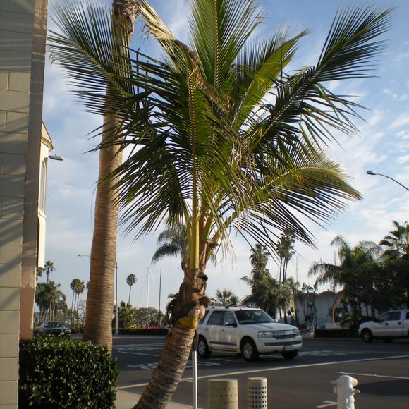 Coconut tree store