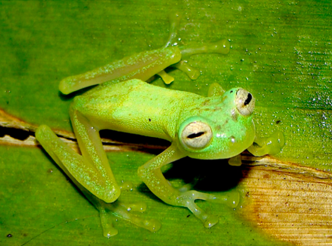 glass frog tadpoles