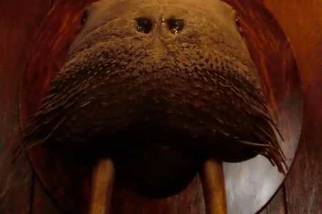 Atlas Obscura Visits the Explorers Club
