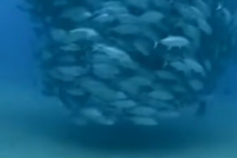 Watch a Massive Swirling Tornado of Tuna