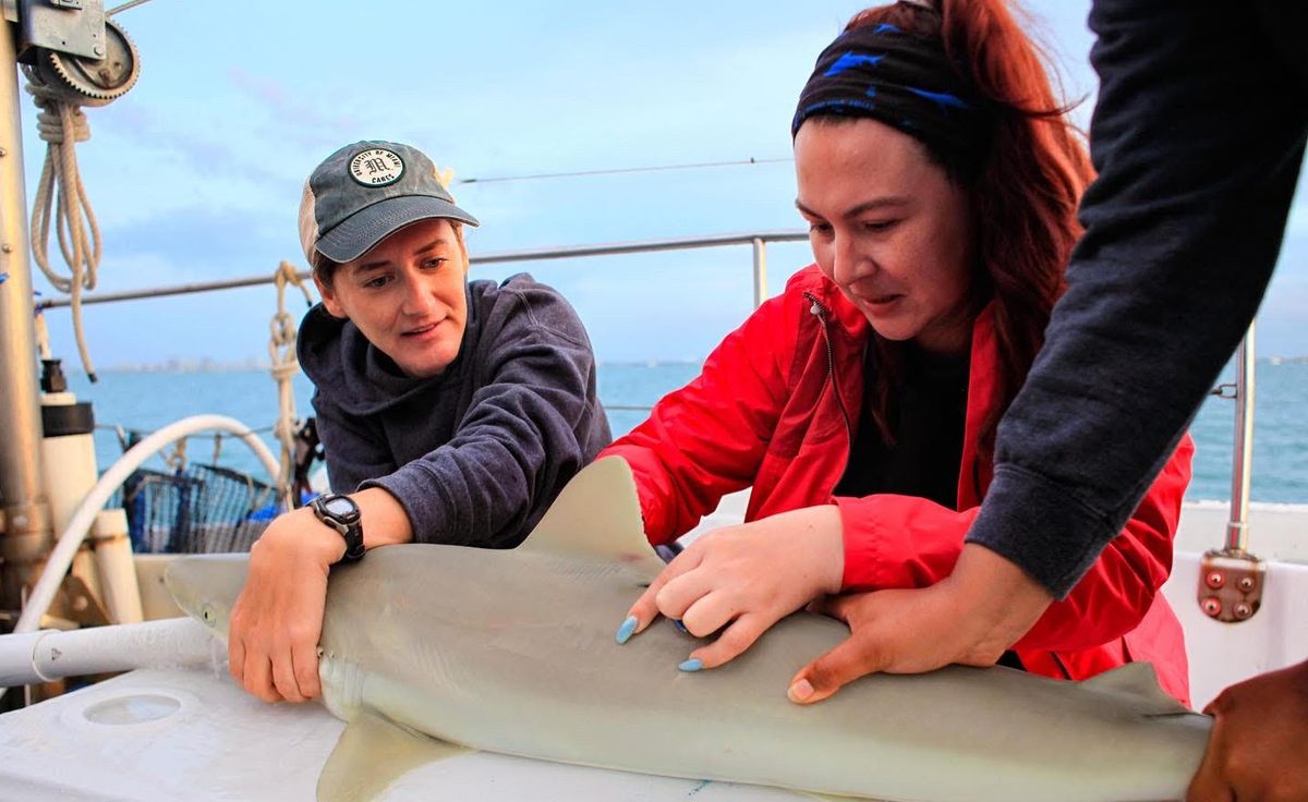 Shark researchers Catherine Macdonald (left) and Camila Cáceres (right) assess a blacknose shark.