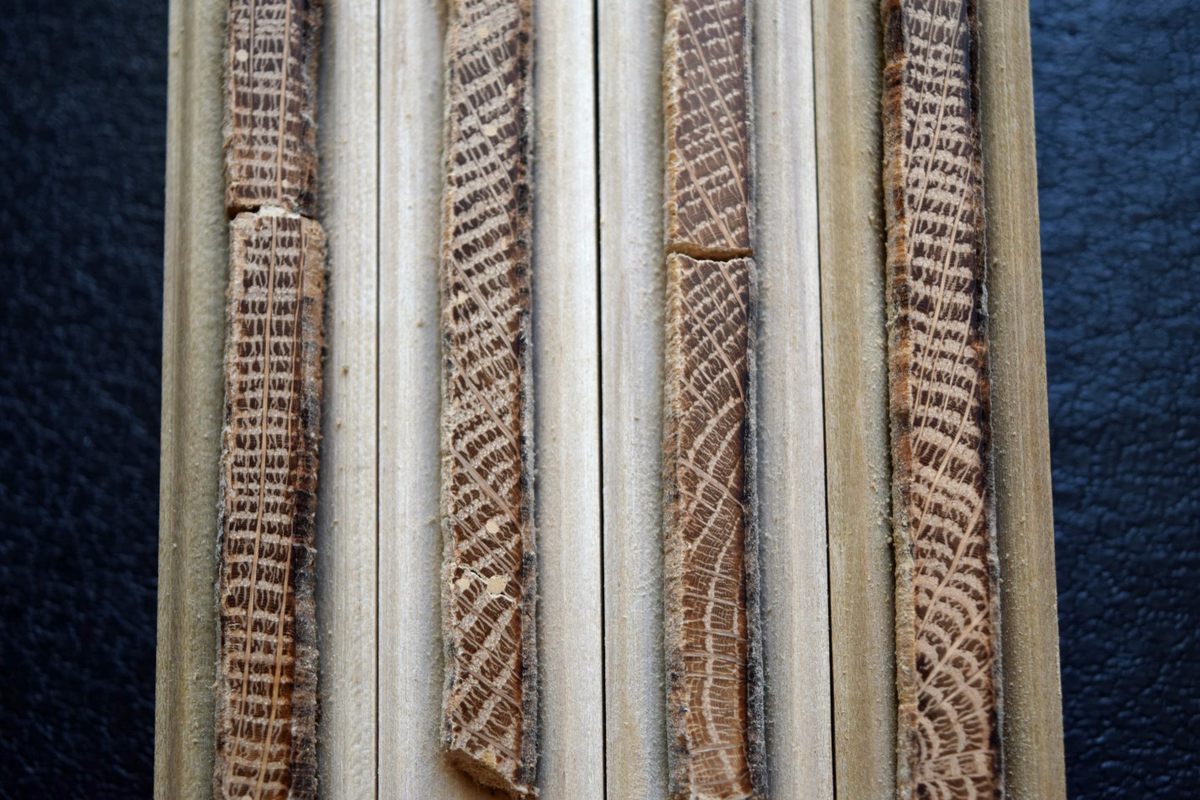 Sanded tree cores up close. The lines delineate the beginning of new years.