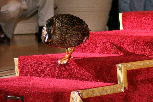 One of the Peabody Ducks takes the stage.