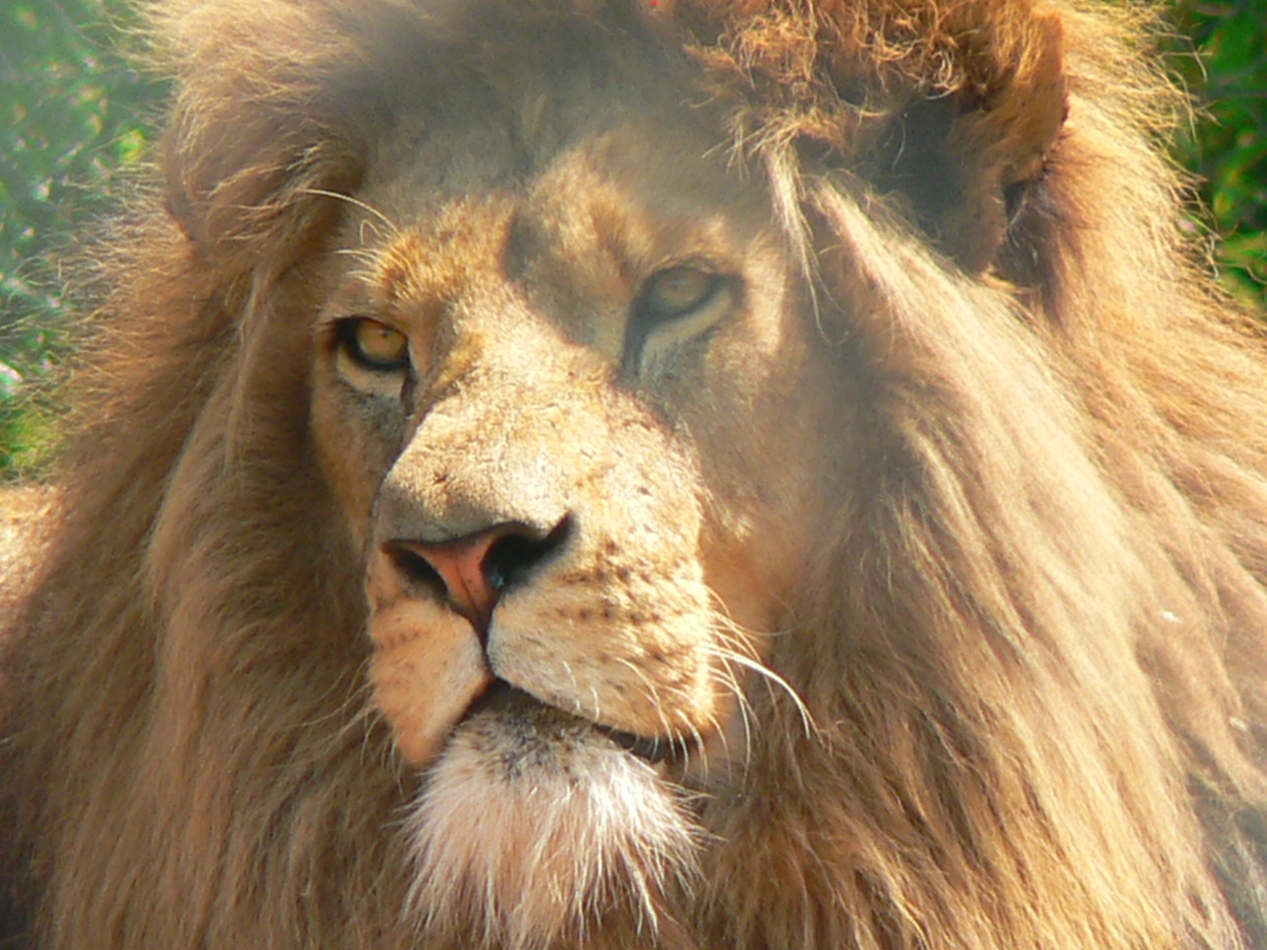 The Great Lion