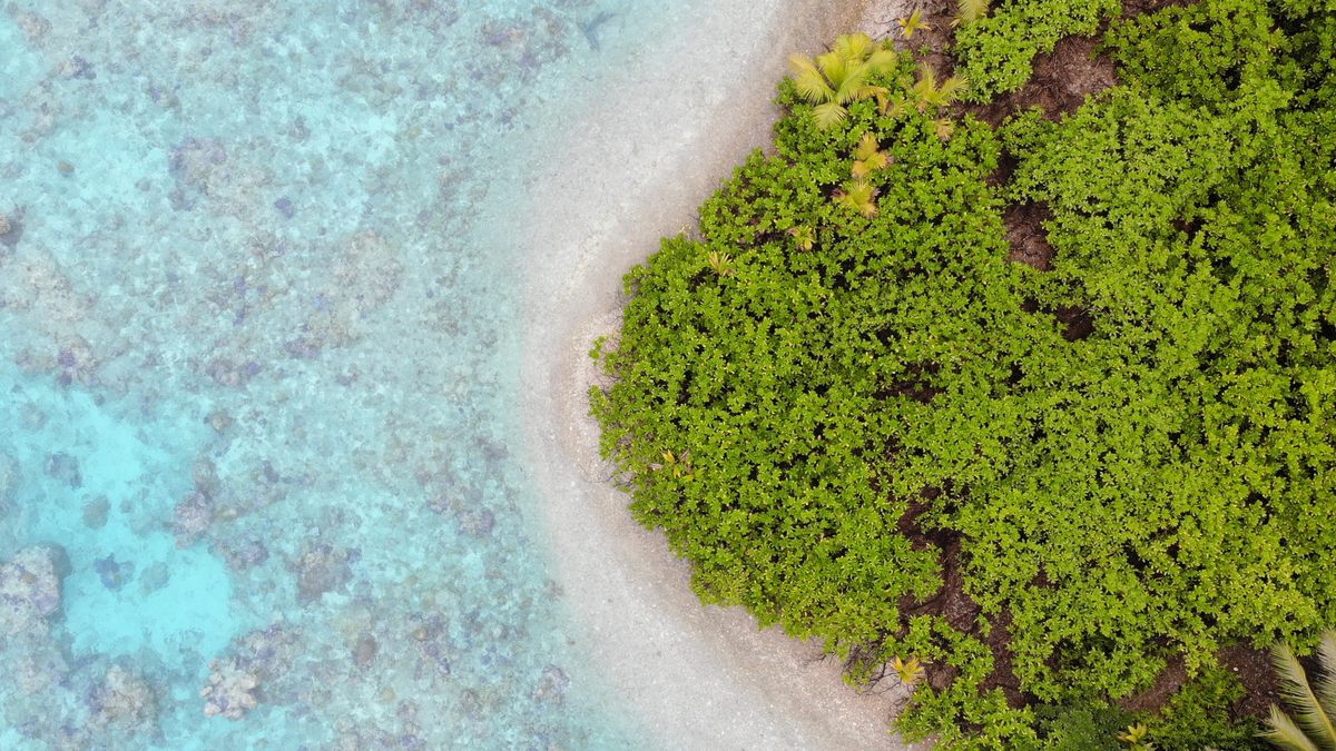 Healthy native forests mean healthier reefs.