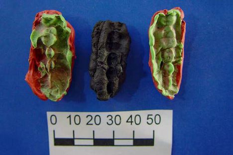9,500-year-old chewed-up birch bark contains the DNA of ancient Scandinavian hunter-gatherers.