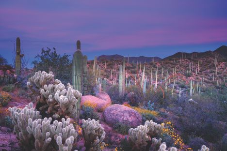 Saguaro National Park in full bloom.