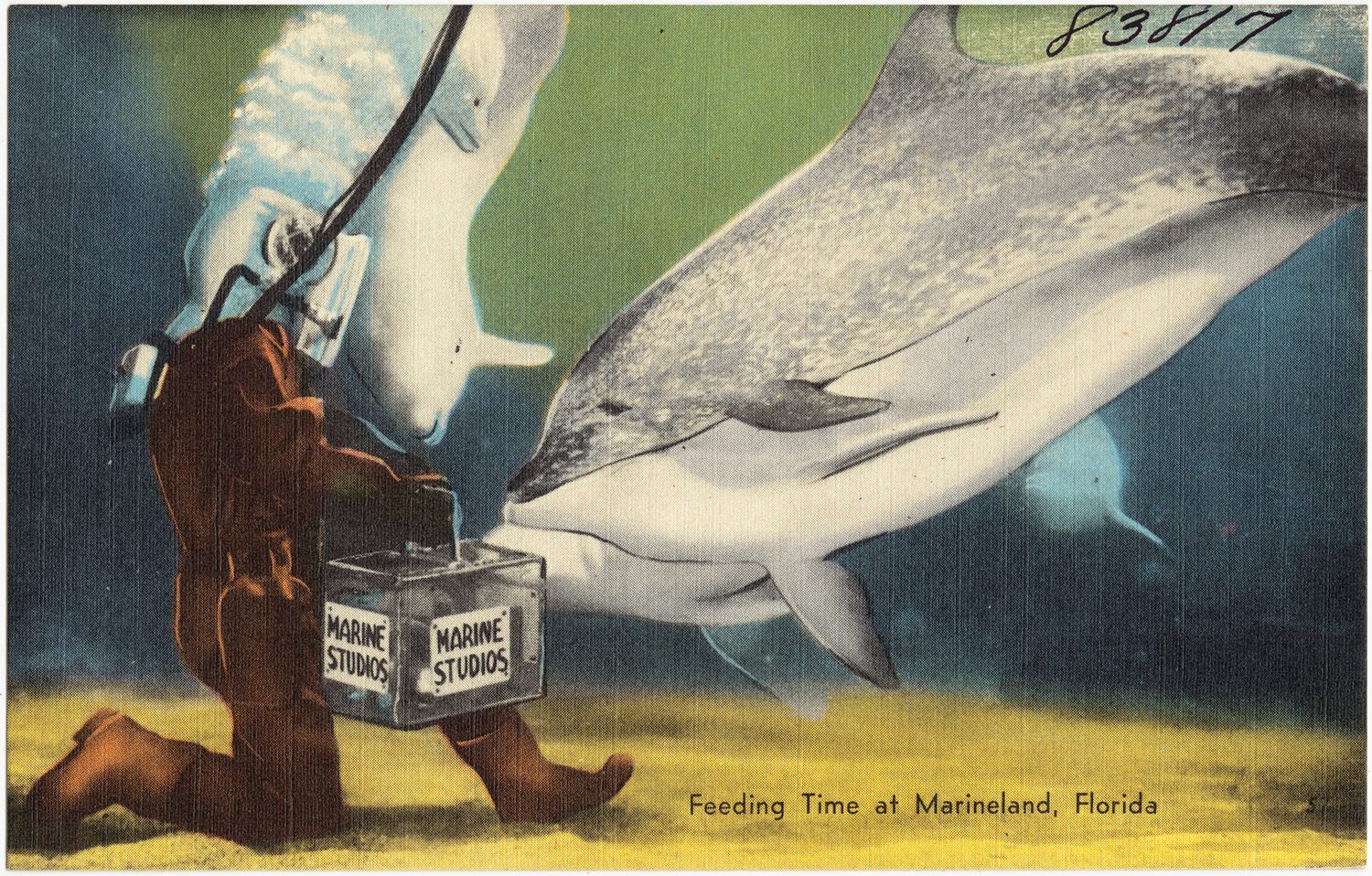 A postcard from Marineland, where Lamme worked in the '40s.
