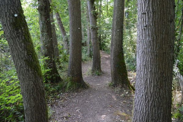 Where the Trail passes through Dorman's Park in Surrey