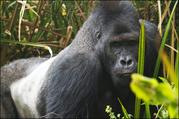 Silverback gorilla in Kahuzi-Biega National Park.