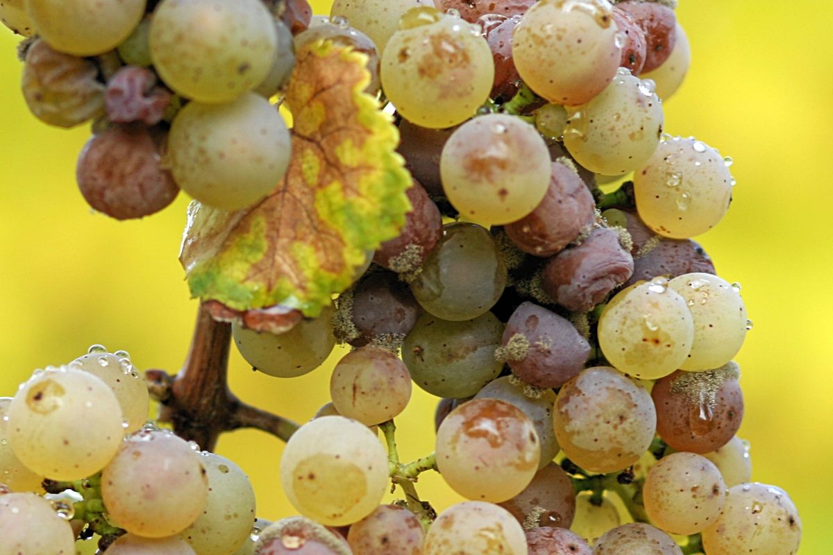 Noble rot causes grapes to lose water and shrivel up, but it's not all bad news.