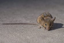 Rats didn’t take over the city by being foolhardy.