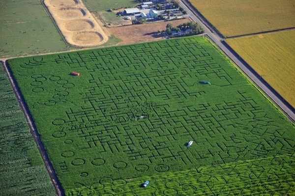Pumpkin patch dixon ca discount