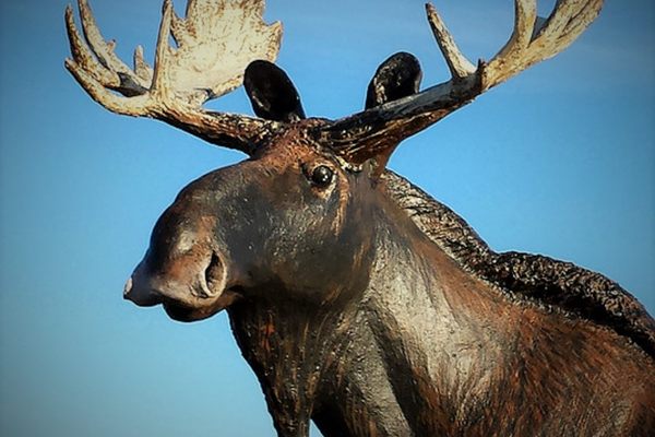 Spit shine on The Moose of Cow Bay