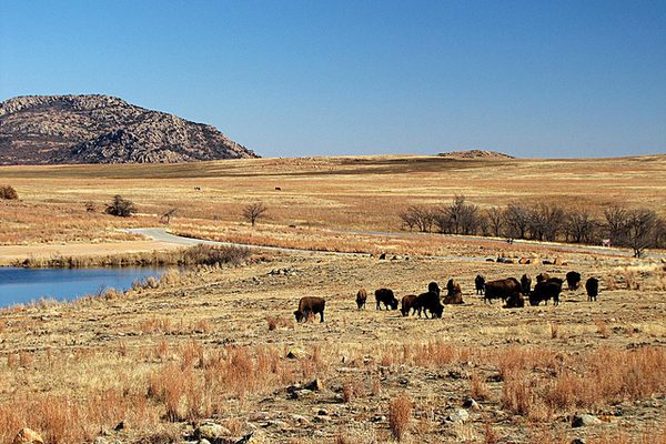 Buffalo herd in the Wichita Mountains National Wildlife Refuge. 