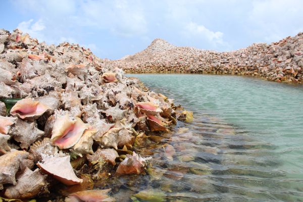 Piles of conch shells in the water off the coral island of Anegada in the British Virgin Islands.