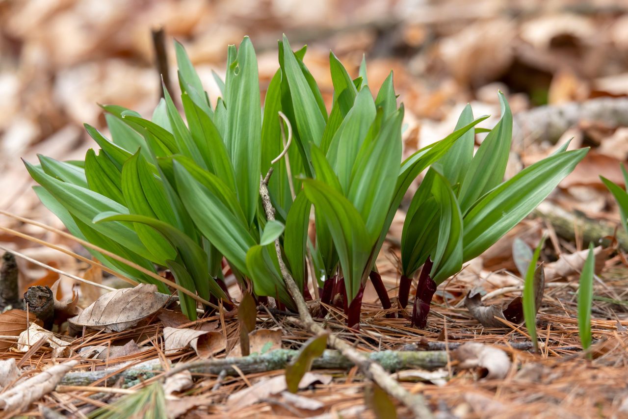 Ramps appear in early spring across the eastern United States.