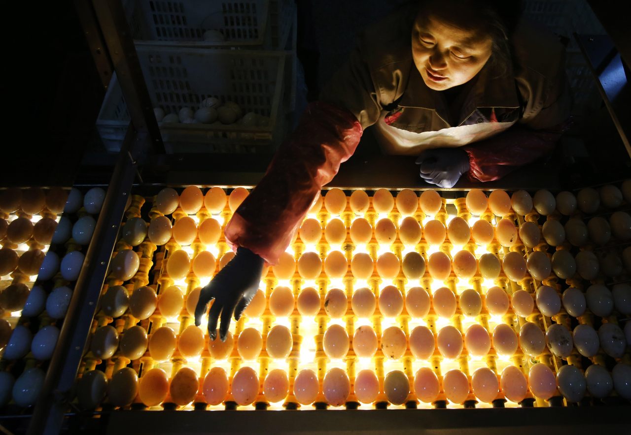 A backlit conveyor belt allows workers to pick out double-yolked eggs.