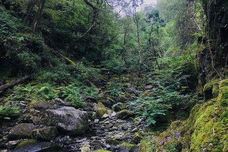 Ceunant Llennyrch National Nature Reserve in Wales is home to one of Britain's few remaining temperate rainforests.