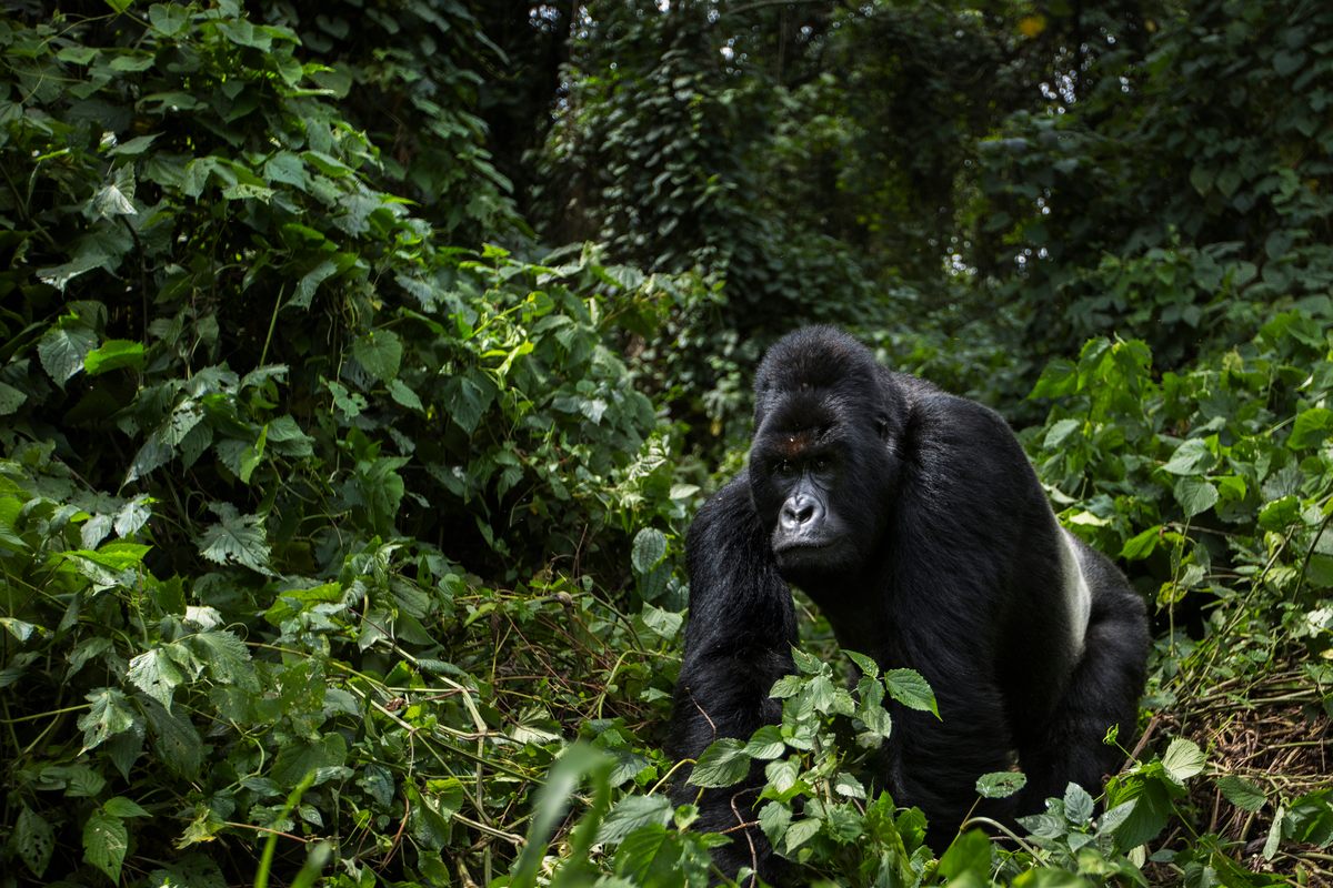 Mountain gorillas were thought to be nothing more than monsters of folklore until German army officer Robert von Beringe shot one in 1902.