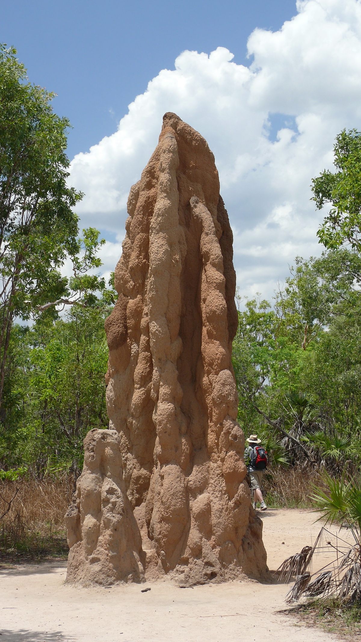 Random Mounds Magnetic Termite Mounds – Litchfield Park, Australia - Atlas Obscura