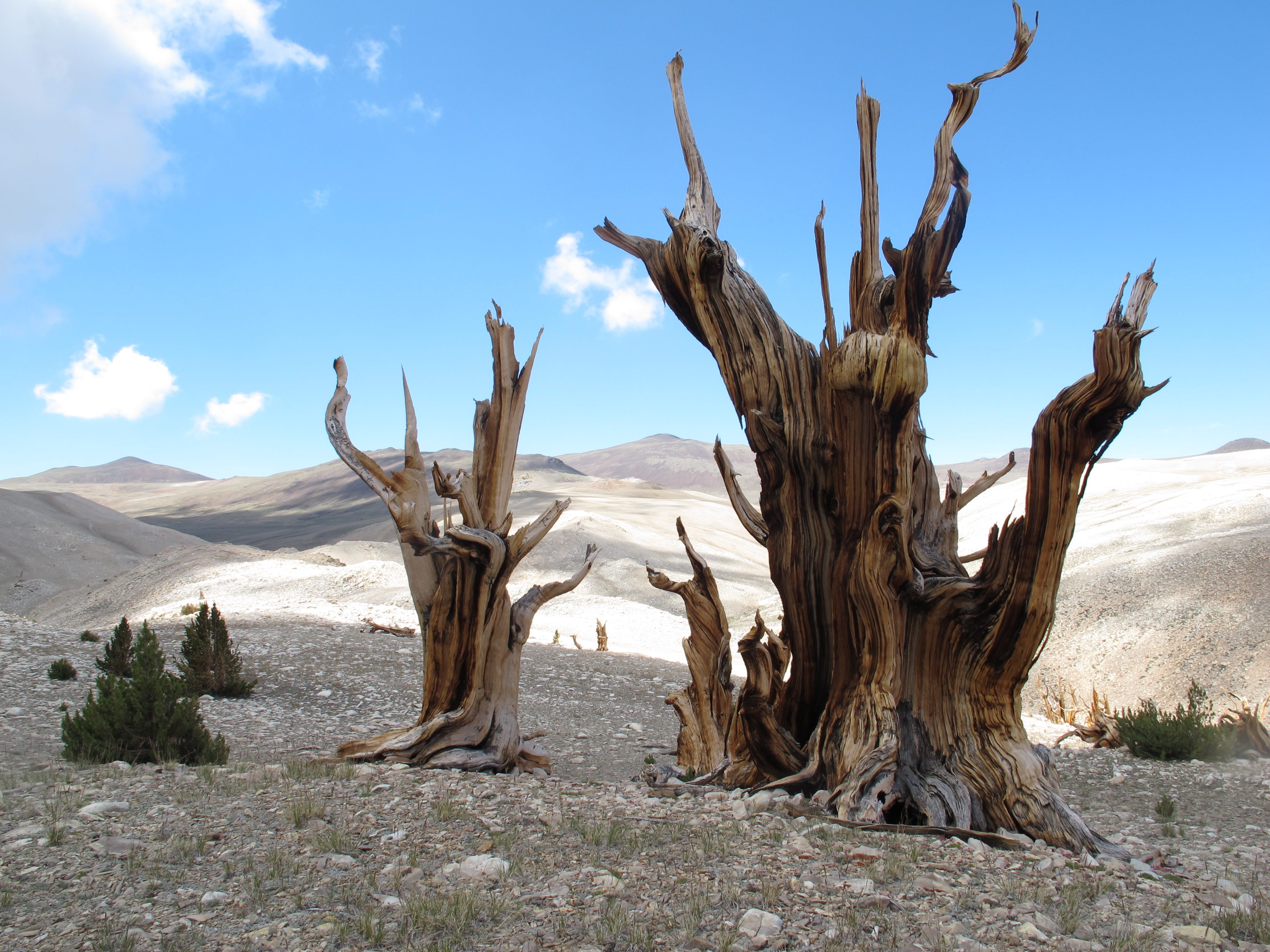 Старое дерево. Хакасская сосна 753 года. Great basin Bristlecone Pine. Дерево Хакасская сосна. Bristlecone Pine Trees.