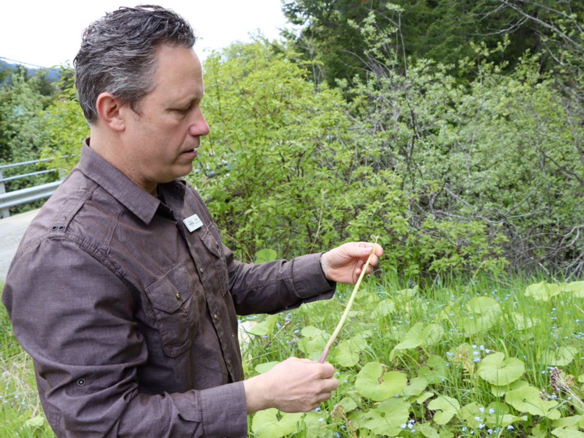 Fuki stems are usually simmered in dashi and used as a filling for onigiri (rice balls) or as a side dish to rice, chef Tojo explained.