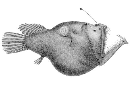 A 19th-century drawing of the anglerfish species Melanocetus murrayi.