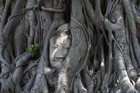 Buddha Head in Tree Roots
