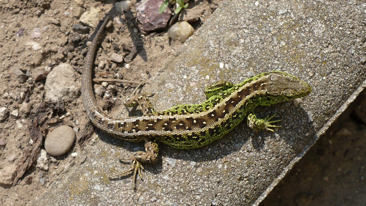 A sand lizard, ready to fight development.