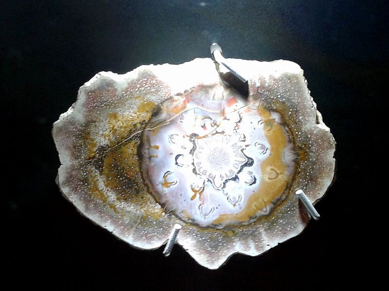 A part of a petrified fern.