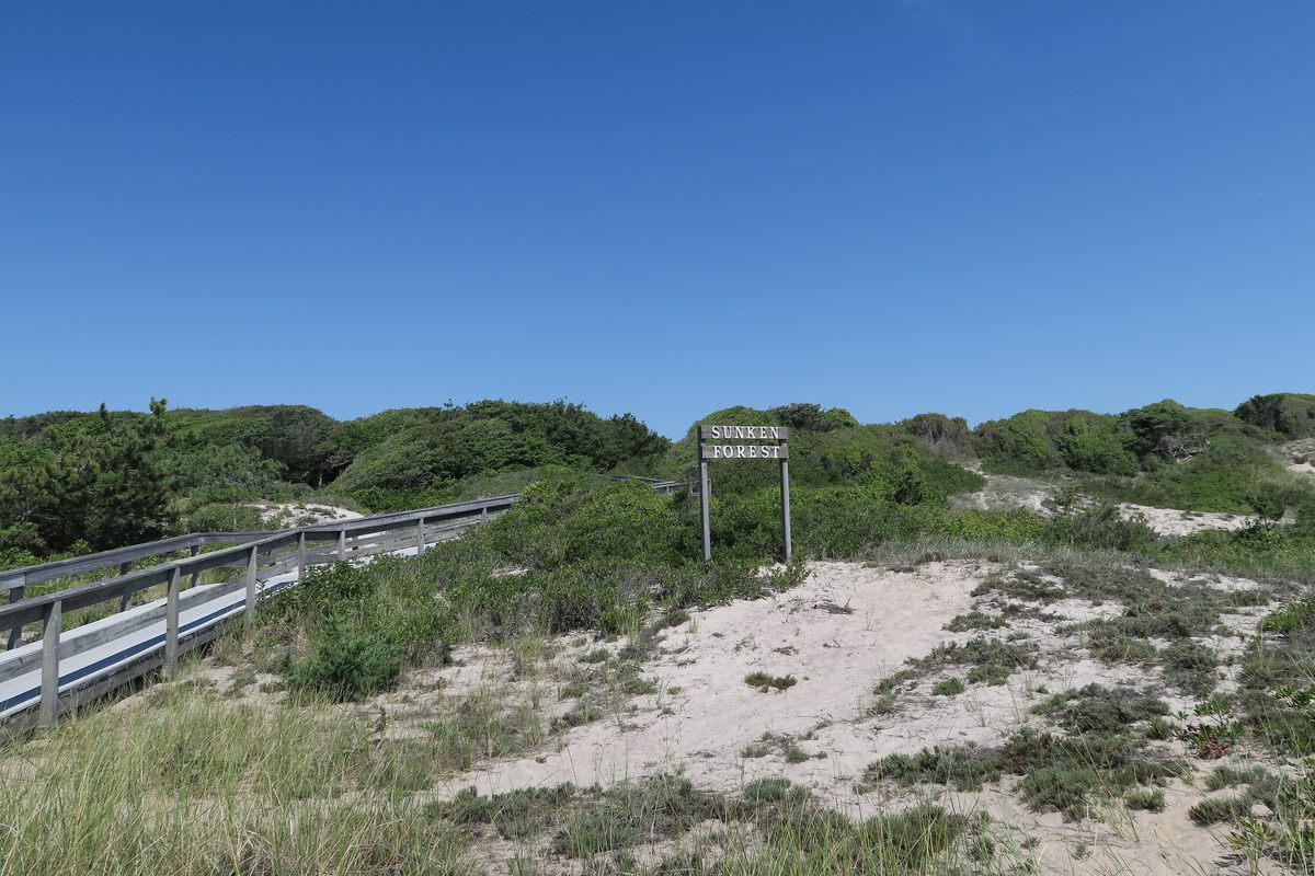 Biologist Jordan Raphael found old garbage near Fire Island's Sunken Forest, a rare grove including American holly trees.