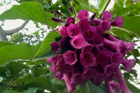 Society Adventures: Secrets of the Gardens