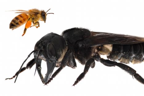 Wallace's giant bee is, well, very big.