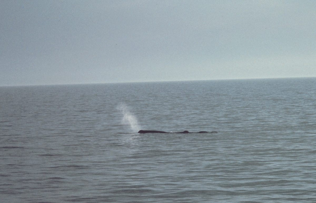 Sperm whales spout at an angle. Does it look bushy to you?