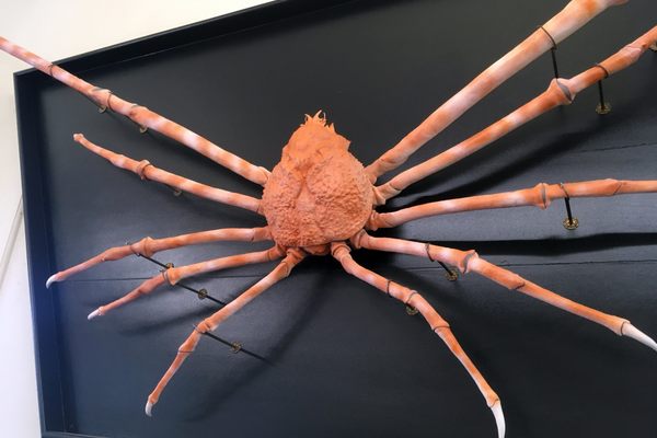 The Spider Crab hanging on the second floor balcony of the museum.