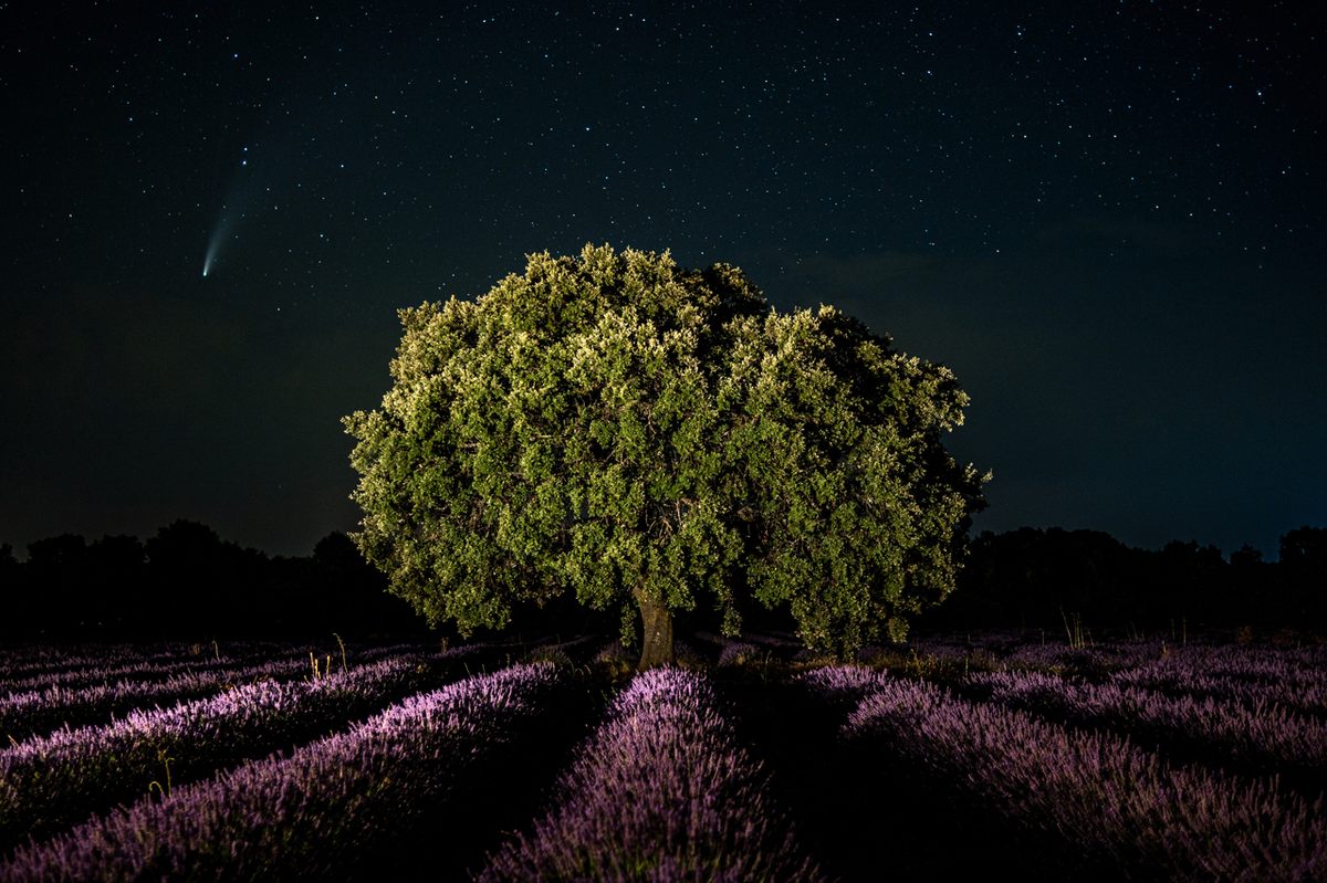 Lavender plantation, Brihuega, Spain, July 20, 2020.