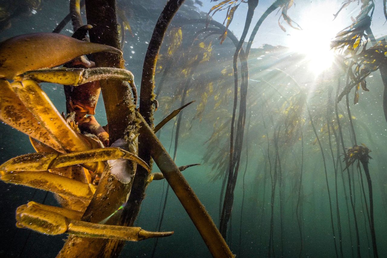 Kelps provide food and habitat for myriad coastal creatures.