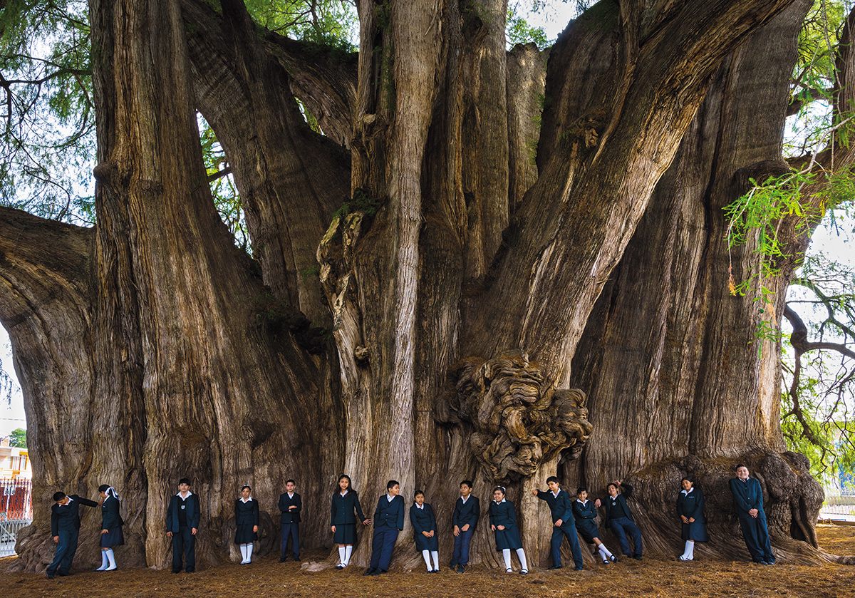 From <em>Wise Trees</em>.