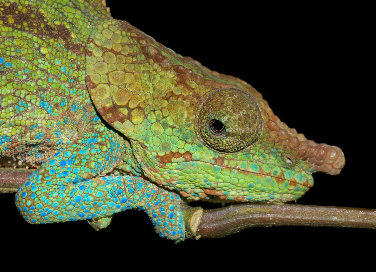 The cryptic chameleon, <em>Calumma crypticum</em>, has a past full of mystery.