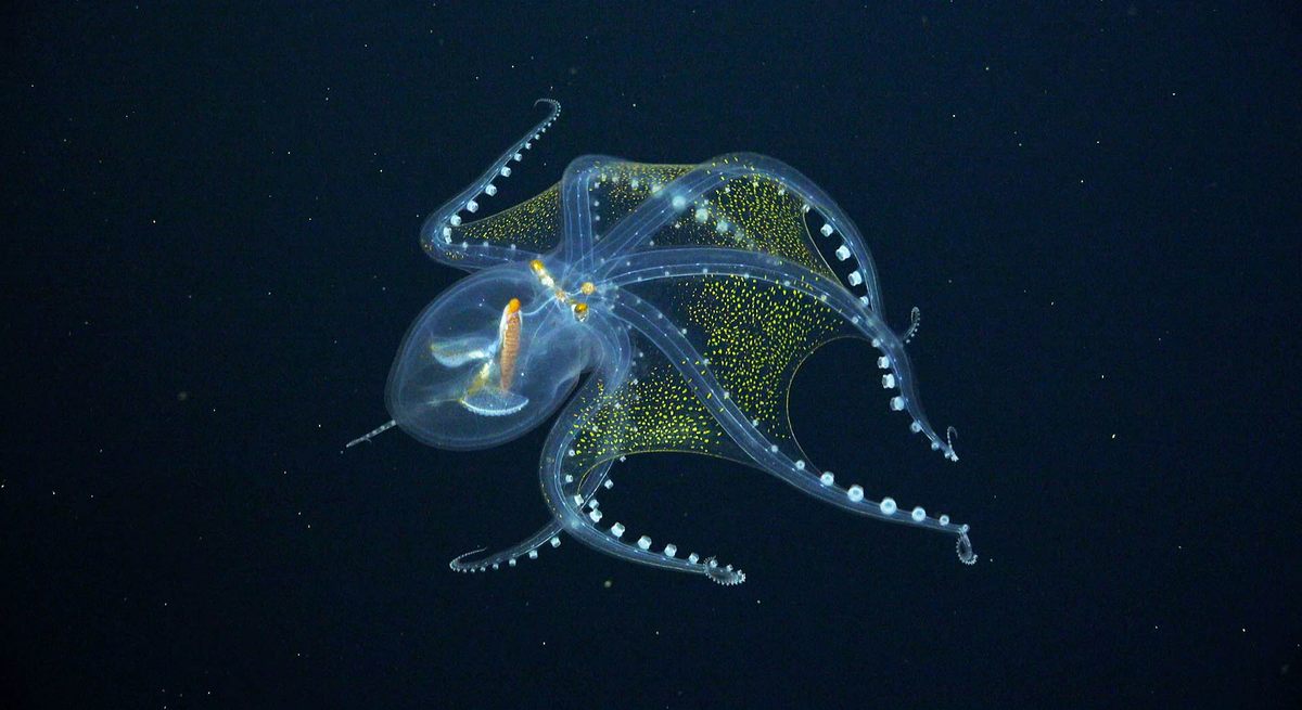 This glass octopus was recently spotted near the remote Phoenix Islands in the Pacific Ocean.