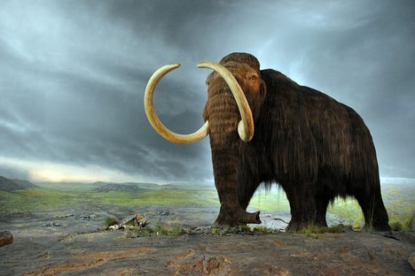 Even this woolly mammoth replica doesn't have real woolly mammoth hair.