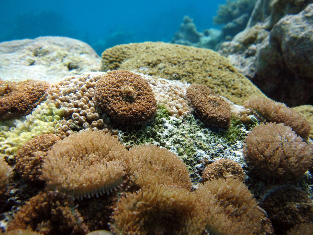 Corallimorphs on a hard coral in the Palmyra Atoll. 