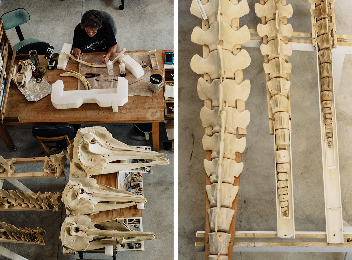 At left, Carrie Spencer repairs rib bones. At right are the vertebrae of three beaked whales.